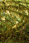 Tons of Moss on Trees photo thumbnail