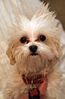 Maltese Puppy & Spiked Hair photo thumbnail