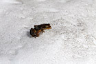Brown Frog in Snow photo thumbnail