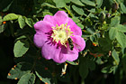 Bee Pollinating on Pink Flower photo thumbnail