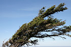 Wind Blown Tree photo thumbnail