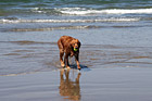 Golden Retriever in Ocean photo thumbnail