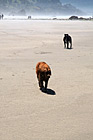 Dogs on Beach photo thumbnail