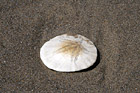 Sand Dollar in Sand photo thumbnail