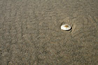 Sand Dollar on Beach photo thumbnail