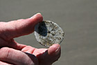 Sand Dollar in Hand photo thumbnail