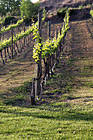 Rows of Wine Vines photo thumbnail