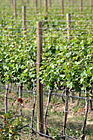 Winery Vines photo thumbnail
