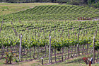 Vineyard Field photo thumbnail