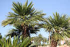 Palm Trees & Blue Sky Up Close photo thumbnail