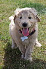 Goldendoodle Puppy Panting photo thumbnail