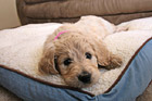 Goldendoodle Puppy on Bed photo thumbnail