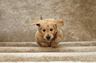 Puppy Running up Stairs photo thumbnail