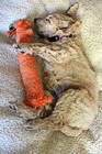 Goldendoodle Puppy Sleeping photo thumbnail