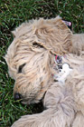 Puppy Sleeping photo thumbnail
