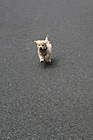 Goldendoodle Puppy Running on Payment photo thumbnail