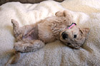Goldendoodle Puppy Belly Up photo thumbnail