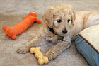 Goldendoodle Puppy with Toys photo thumbnail