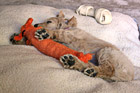 Goldendoodle Puppy Sleeping with Toy photo thumbnail
