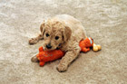 Cute Goldendoodle Puppy photo thumbnail