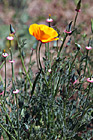 Orange Poppy Flower in Brush photo thumbnail