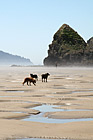 Dogs on Sand and Beach photo thumbnail