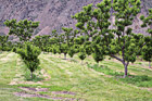 Rows of Apple Trees photo thumbnail