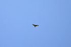 Bird Flying in Blue Sky photo thumbnail
