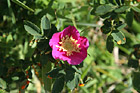 Pink Flower in Sun & Shade photo thumbnail