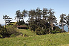 Tall Trees Along Oregon Coast photo thumbnail