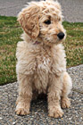 Goldendoodle Puppy Sitting photo thumbnail