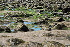 Rocks & Seaweed on Beach photo thumbnail