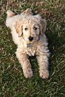 Goldendoodle Puppy Laying on Grass photo thumbnail