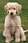 Goldendoodle Puppy Dog Sitting photo thumbnail