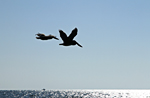 Two Pelicans Flying in Florida photo thumbnail