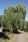 Willow Tree photo thumbnail