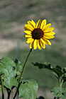 Sunflower photo thumbnail