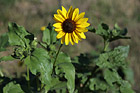Yellow Sunflower photo thumbnail