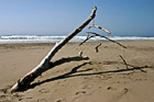 Tree Branches & Strings on Beach photo thumbnail