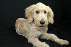 Goldendoodle Puppy in Studio Room photo thumbnail