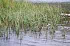 Grass in Beach Water photo thumbnail