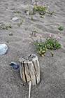 Wire Fence Buried in Sand photo thumbnail