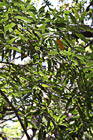 Tree Leaves photo thumbnail