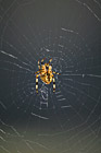 Spider Legs Sprawled photo thumbnail