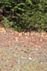 Black & Brown Spider in Web photo thumbnail