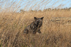Black and Gray Fox in Field photo thumbnail