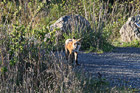 Brown and White Fox photo thumbnail