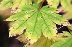 Green Leaf Changing Color photo thumbnail