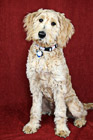 Goldendoodle Puppy Portrait photo thumbnail