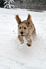 Goldendoodle Puppy Running in Snow photo thumbnail